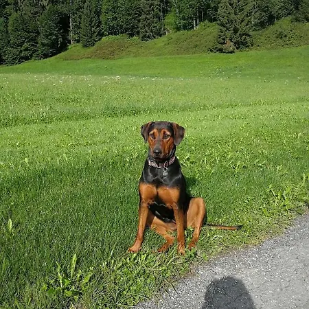 Daire Velbenhof Sankt Johann in Tirol